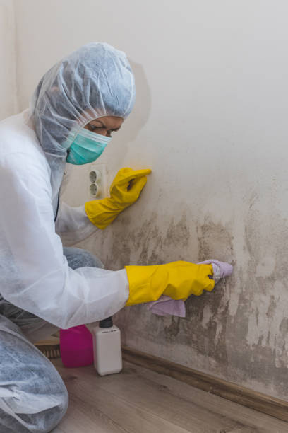 Best Attic Mold Removal  in Church Hill, MD